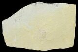 Jurassic Brittle Star (Sinosura) Fossil - Solnhofen #132404-1